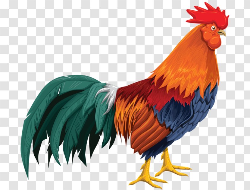 Rooster Chicken Cartoon Download Transparent PNG