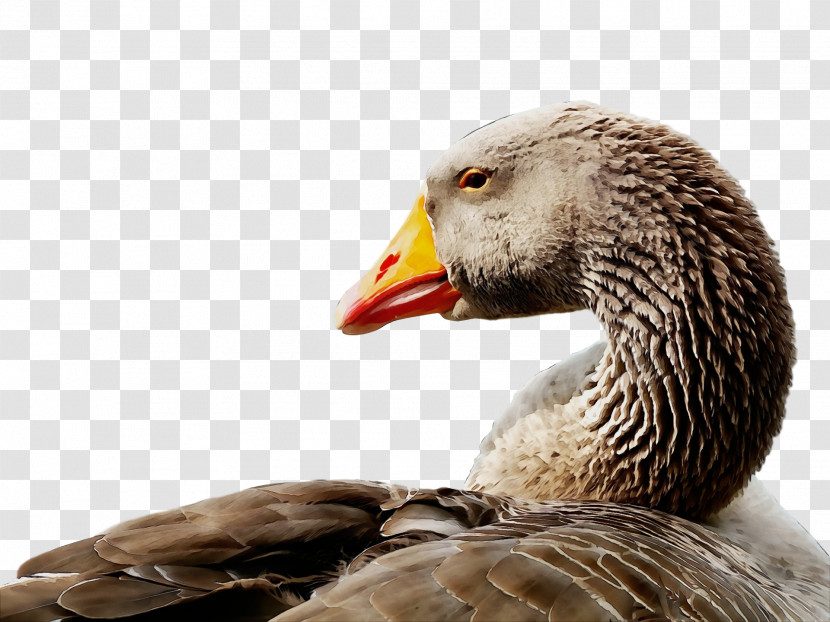 Bird Beak Water Bird Duck Ducks, Geese And Swans Transparent PNG