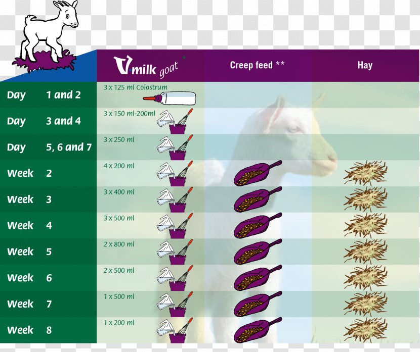 Goat B.V. Sheep Milk Lactation - Concentrate - Eat Transparent PNG