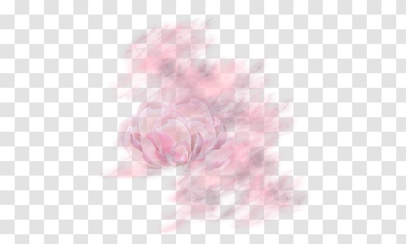Garden Roses Desktop Wallpaper Peony Petal - Friends - Arabesques Transparent PNG