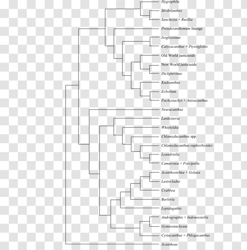 Phylogenetic Tree Phylogenetics Cladogram Fusarium Solani - Evolution - Synapomorphy Transparent PNG