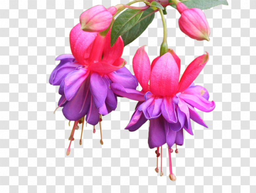 Watercolour Flowers Photography Desktop Wallpaper - Purple - Hawaii Transparent PNG