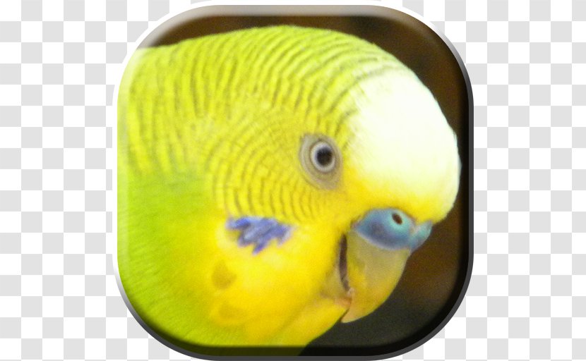 Lovebird Parakeet Pet Beak Animal - Yellow - Perico Transparent PNG