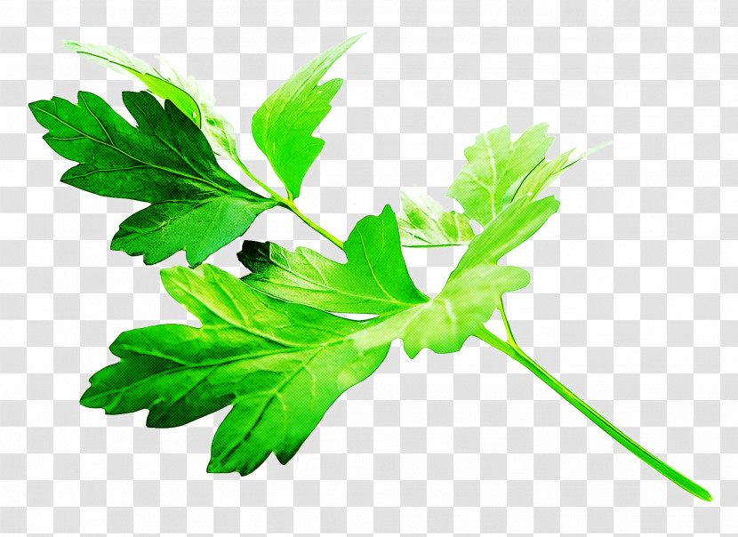 Parsley Transparent PNG