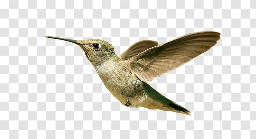 Hummingbird Desktop Wallpaper 1080p Parrot - Wing - Bird Transparent PNG