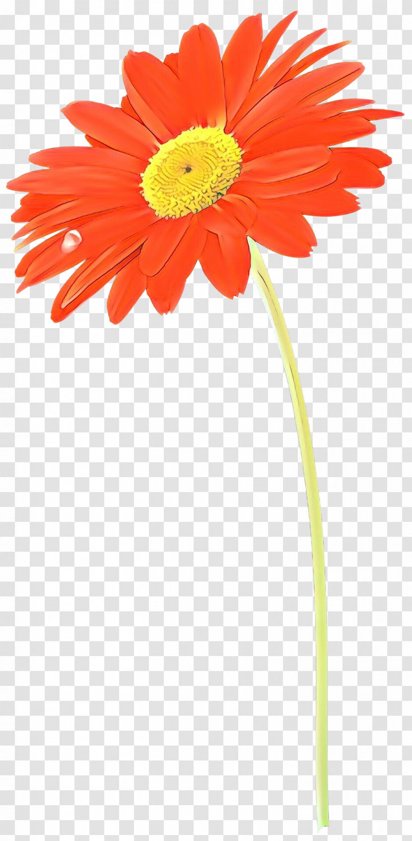 Vector Graphics Clip Art Stock Photography Illustration Shutterstock - Plant - Transvaal Daisy Transparent PNG
