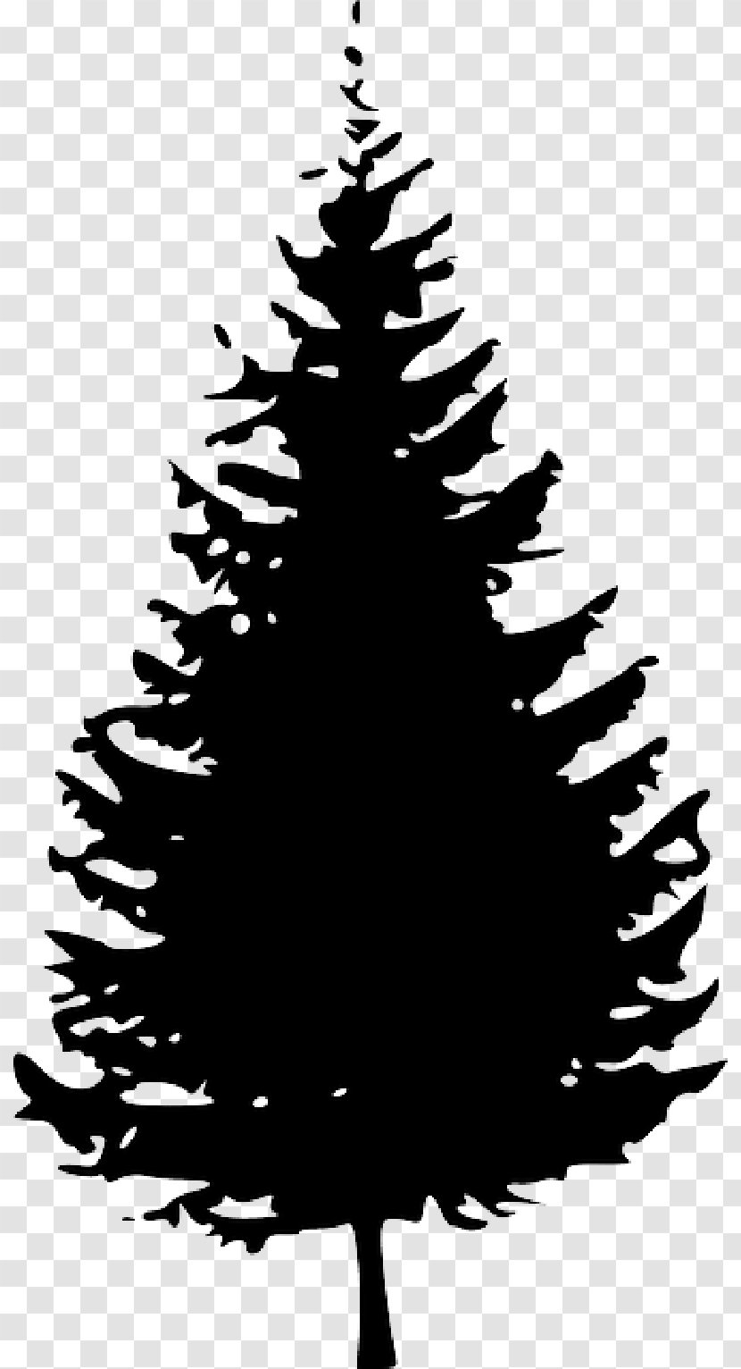 Clip Art Pine Tree Fir Vector Graphics - Twig Transparent PNG