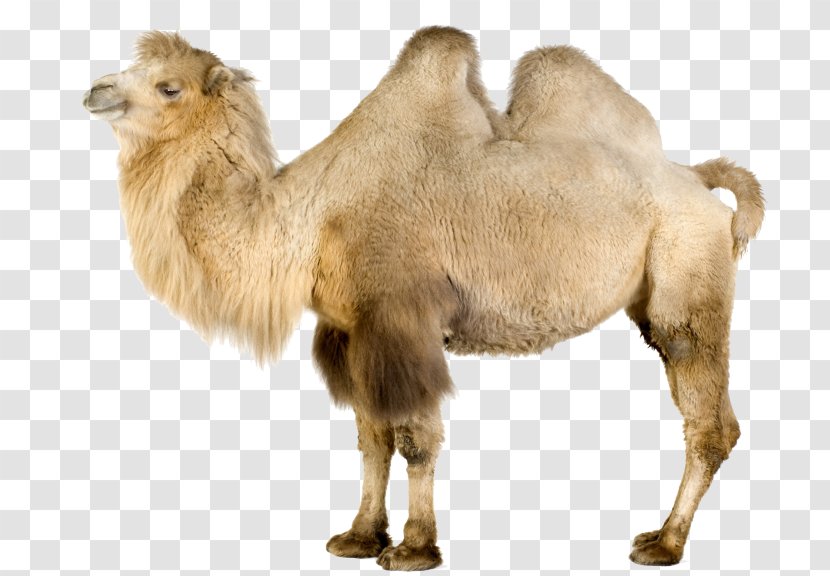 Dromedary Bactrian Camel Camelids Clip Art - Camels Transparent PNG