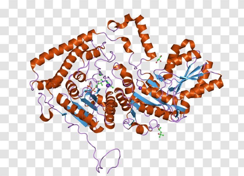 Branched-chain Alpha-keto Acid Dehydrogenase Complex Oxoglutarate Amino - Leucine - Bckdha Transparent PNG