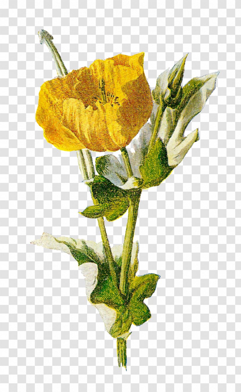 Common Poppy Opium Flower - Seed Transparent PNG
