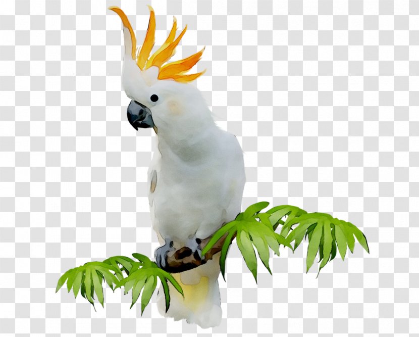 Sulphur-crested Cockatoo Clip Art Bird GIF - Feather Transparent PNG