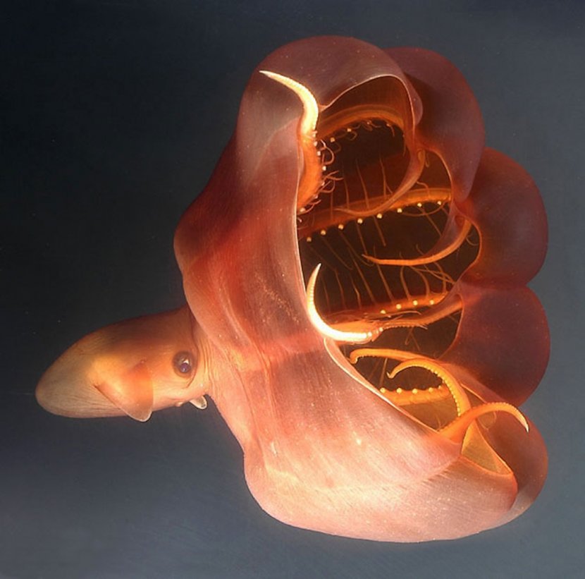 Cephalopod Vampire Squid Octopus Deep Sea Creature - Organism Transparent PNG