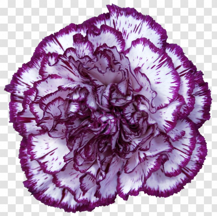 Carnation Purple Violet Red - Flower - CARNATION Transparent PNG