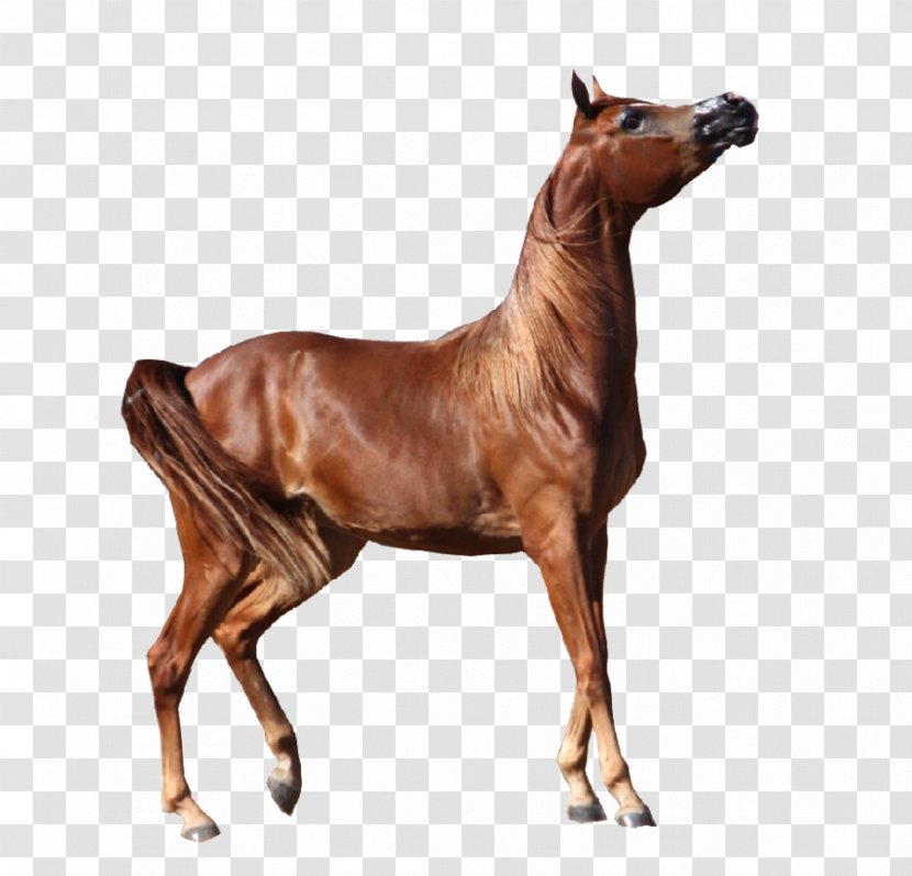 Arabian Horse Appaloosa Andalusian Bay - Art - Arab Transparent PNG