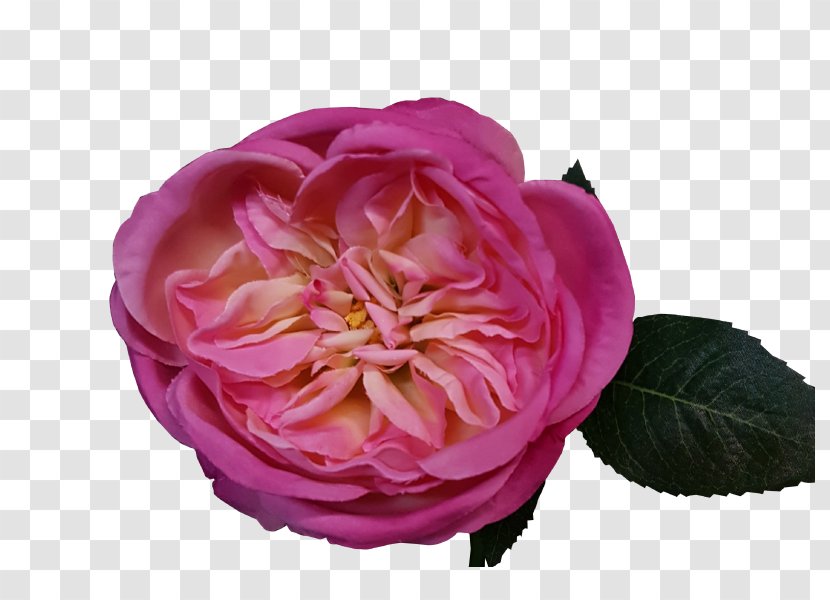 Garden Roses Centifolia Rosa Gallica Floribunda Peony - Rose Order Transparent PNG
