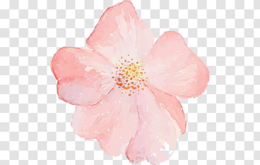 Adobe Illustrator Flower Illustration - Cherry Blossom - Hand-painted Flowers Transparent PNG