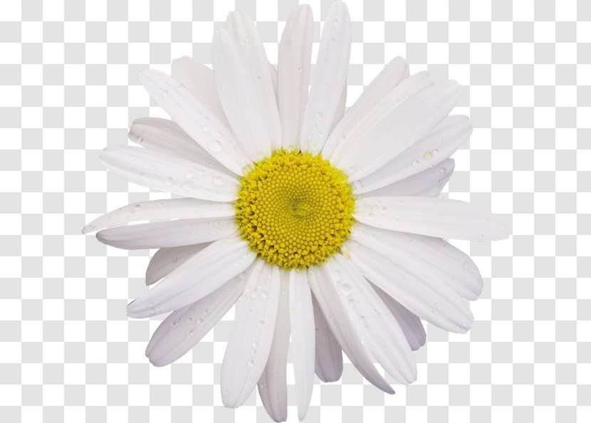 Chamomile Flower Common Daisy Clip Art - Gerbera Transparent PNG
