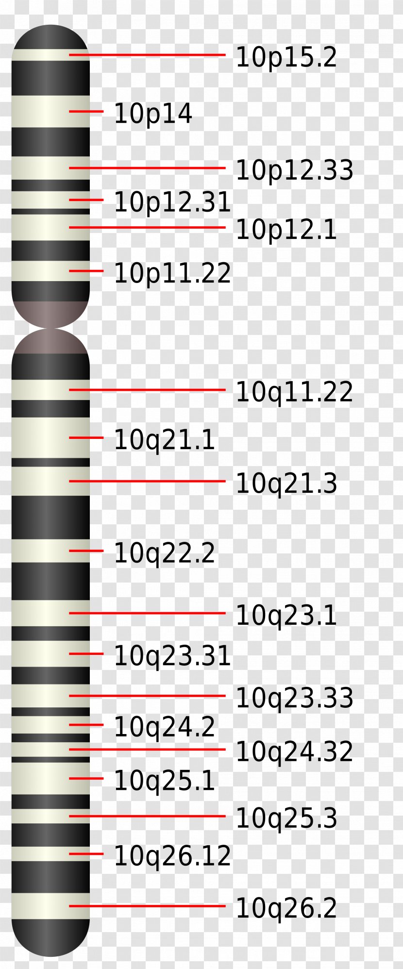 Chromosome 10 19 16 18 - Y - Pten Transparent PNG