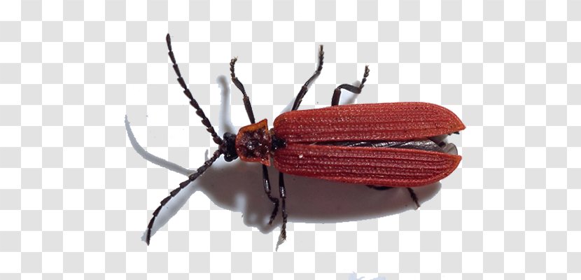 Weevil Net-winged Beetles Dictyoptera Aurora Mantis - Pest - Beetle Transparent PNG