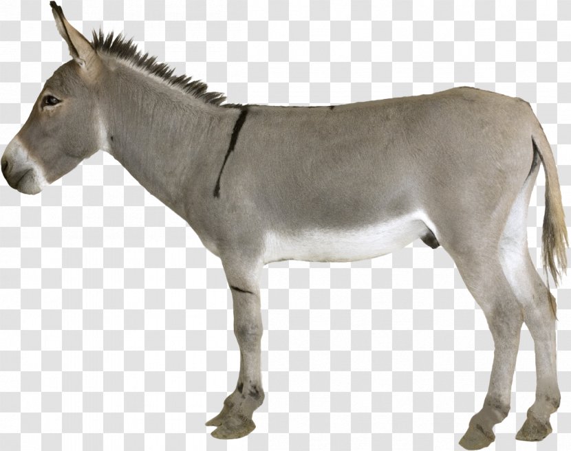 Donkey Hinny Mule Horse - Mare Transparent PNG