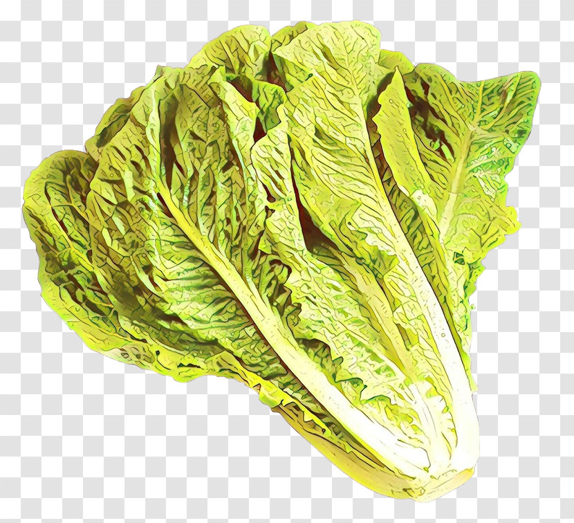 Leaf Vegetable Vegetable Romaine Lettuce Lettuce Cabbage Transparent PNG