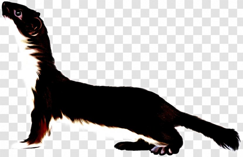 Tail Cat Claw Oriental Longhair Animal Figure Transparent PNG