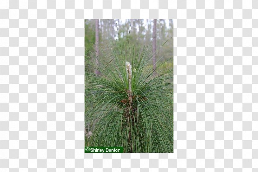 Pine Grasses Palm Trees Biome - Grass Family Transparent PNG