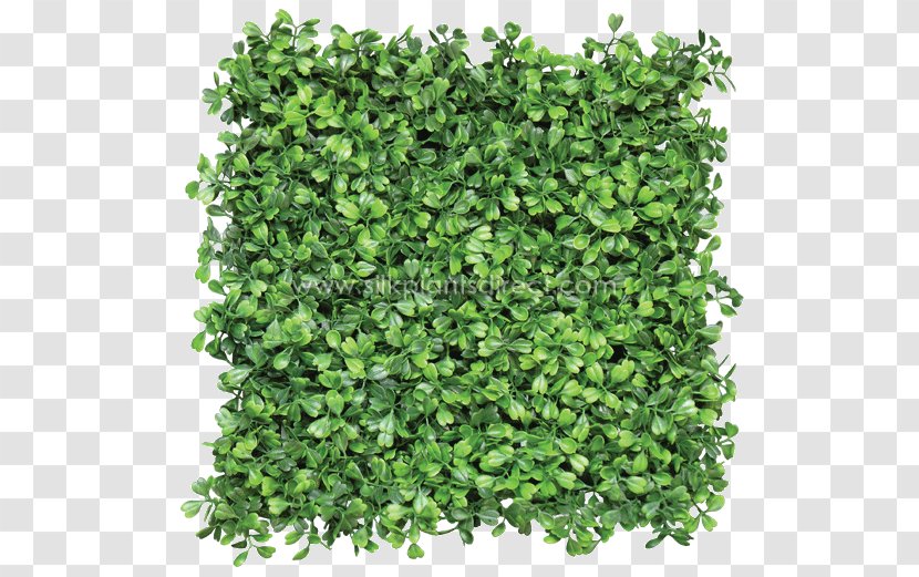 Box Mat Hedge Green Wall Fence - Artificial Flower - Tree Top Transparent PNG