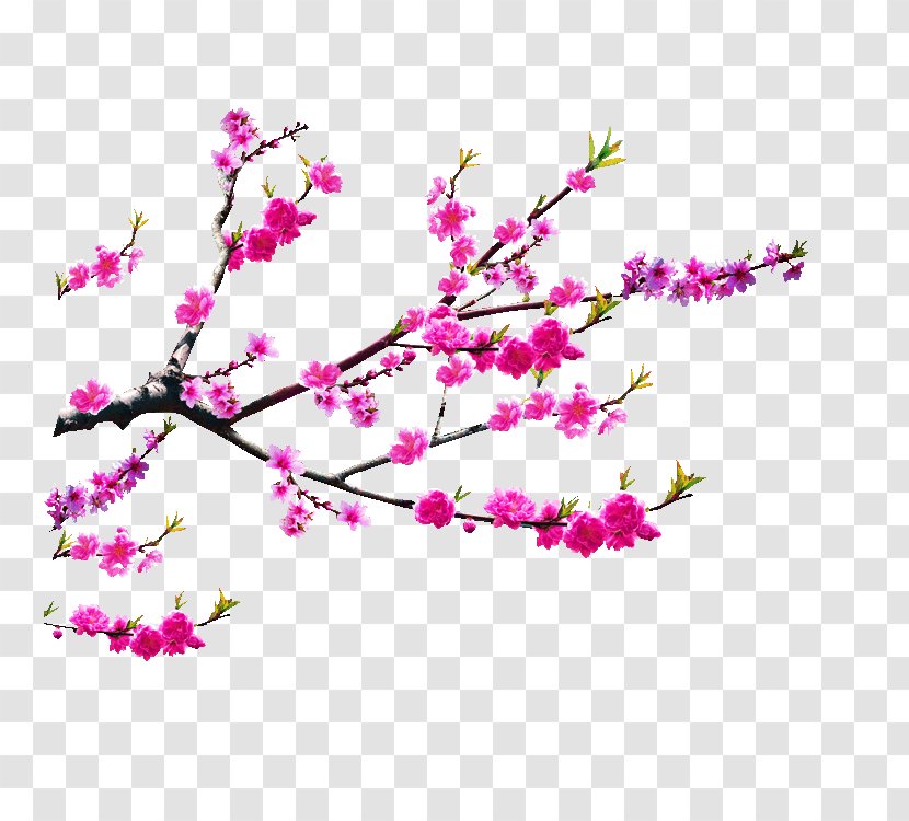 Vietnam Lunar New Year Coq De Feu Christmas - Magenta - Peach Photos Transparent PNG