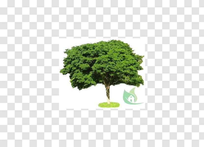 Tree Scale Models Shrub Hobby Drawing - Houseplant Transparent PNG