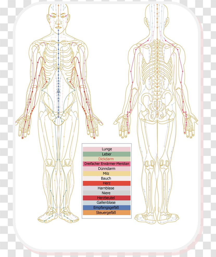 Meridian Thai Massage Traditional Chinese Medicine Body - Heart - Frame Transparent PNG