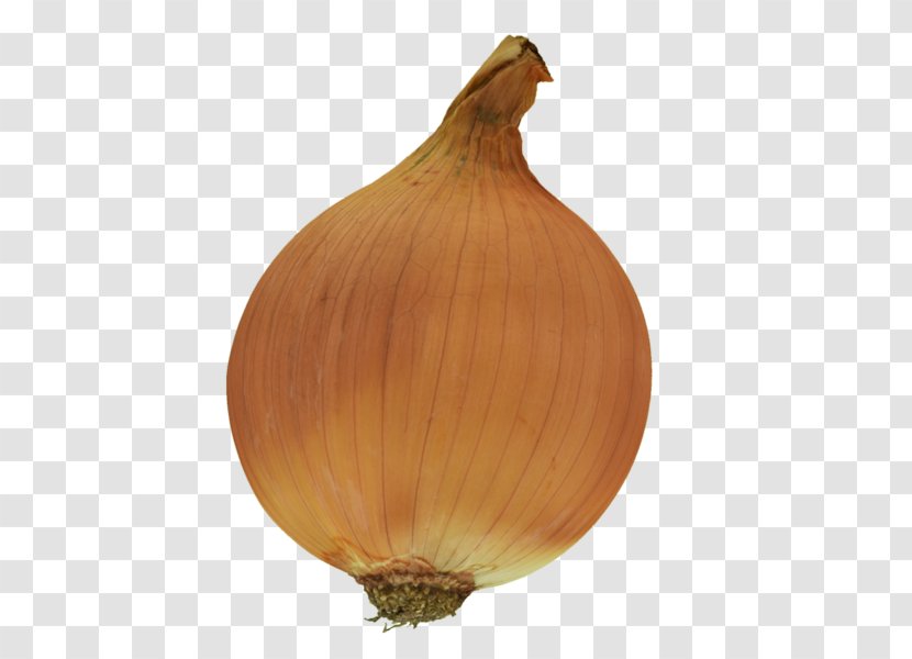 Yellow Onion Shallot Low Poly Normal Mapping - Wavefront Obj File Transparent PNG