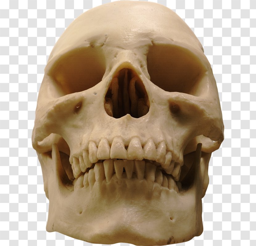 Skull Clip Art Skeleton Image - Human Head Transparent PNG