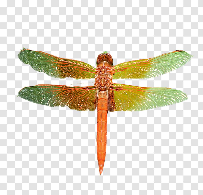 Dragonfly Pterygota Yellow - Wing - Green And Transparent PNG