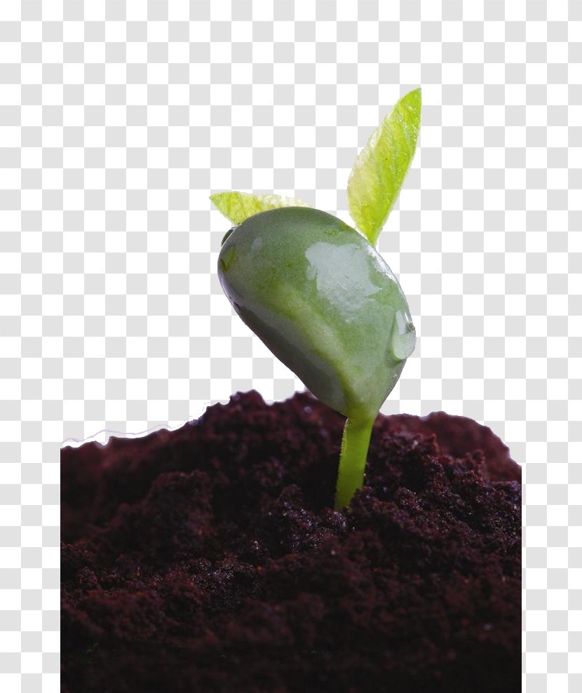 Leaf Shoot Seedling Soil Plant - Germination - Bud Transparent PNG