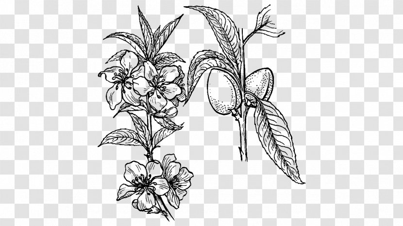 Drawing Line Art Plant Clip - Coloring Book Transparent PNG