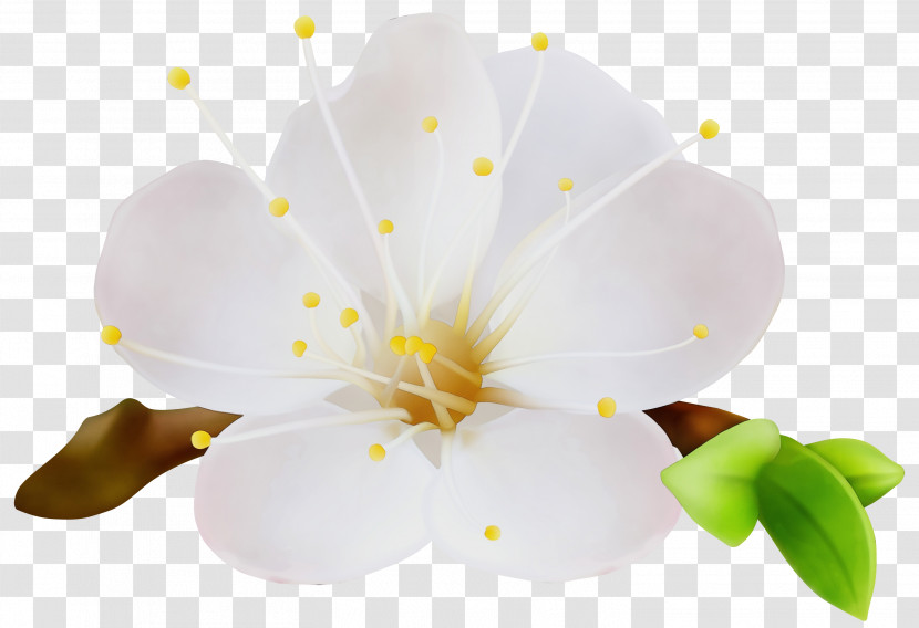 White Flower Petal Plant Yellow Transparent PNG