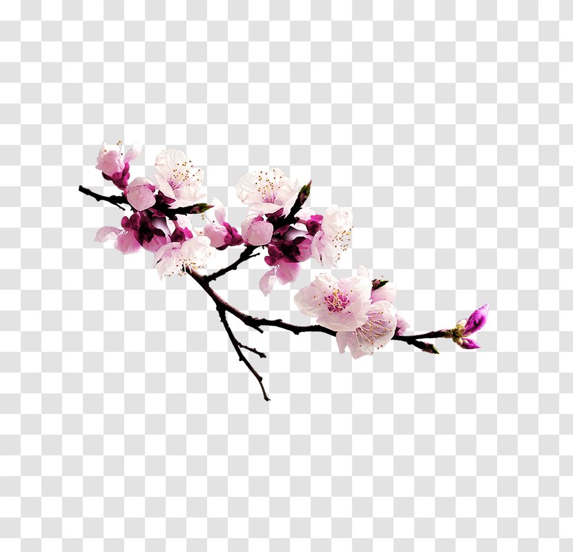 Peach Download Computer File - Flower - Blossom Transparent PNG