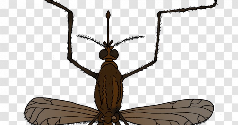 Insect Mosquito Animal Fly Pest - Environmental Education Transparent PNG