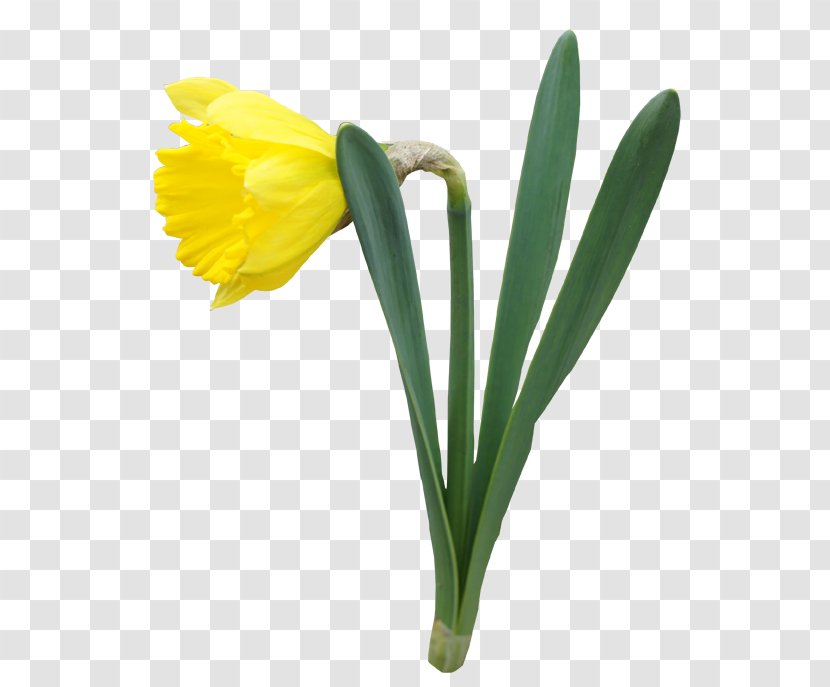 Daffodil Flower Clip Art - Color Transparent PNG
