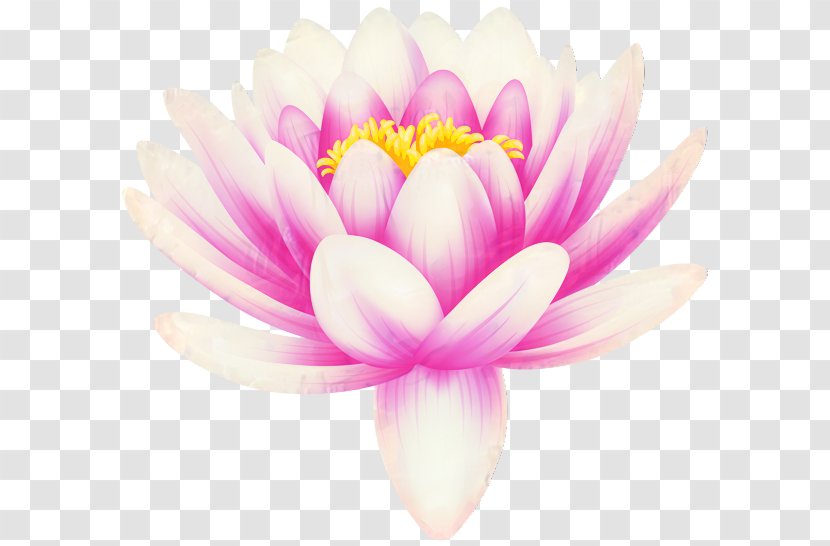 White Lily Flower - Aquatic Plant - Wildflower Sacred Lotus Transparent PNG