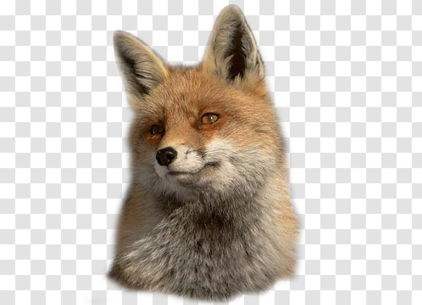 Red Fox Kit Gray Animal Transparent PNG