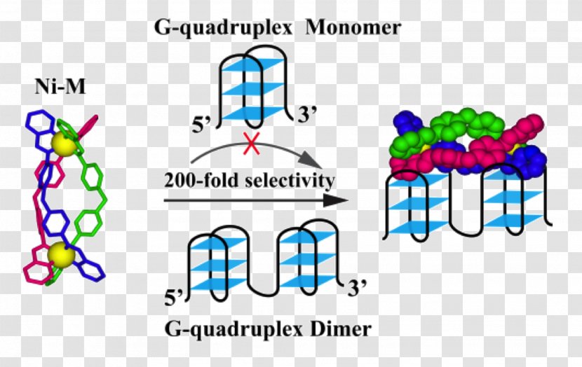 G-quadruplex Journal Of The American Chemical Society Chemistry Telomere Peptide Nucleic Acid - Silhouette - Frame Transparent PNG