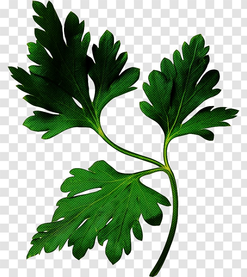 Parsley - Leaf Vegetable - Family Transparent PNG