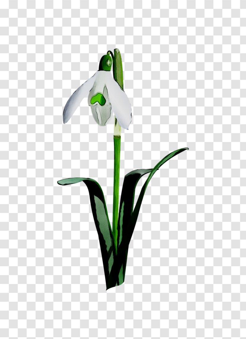 Cut Flowers Petal Plant Stem Plants - Galanthus - Snow Transparent PNG