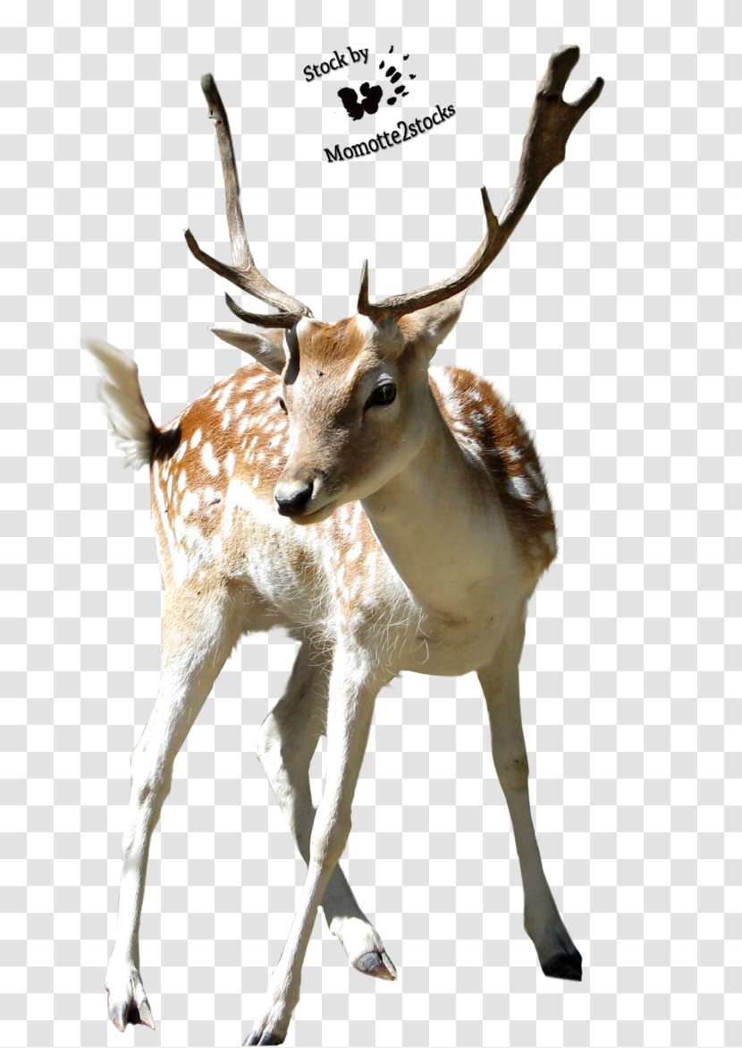 Deer Clip Art - Tail - Transparent Transparent PNG