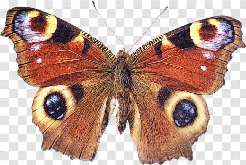 Moths And Butterflies Butterfly Cynthia (subgenus) Insect Aglais Io - American Painted Lady - Pollinator Transparent PNG