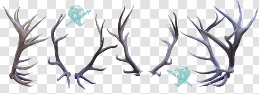 Elk Deer Antler Horn Feather - Tree Transparent PNG