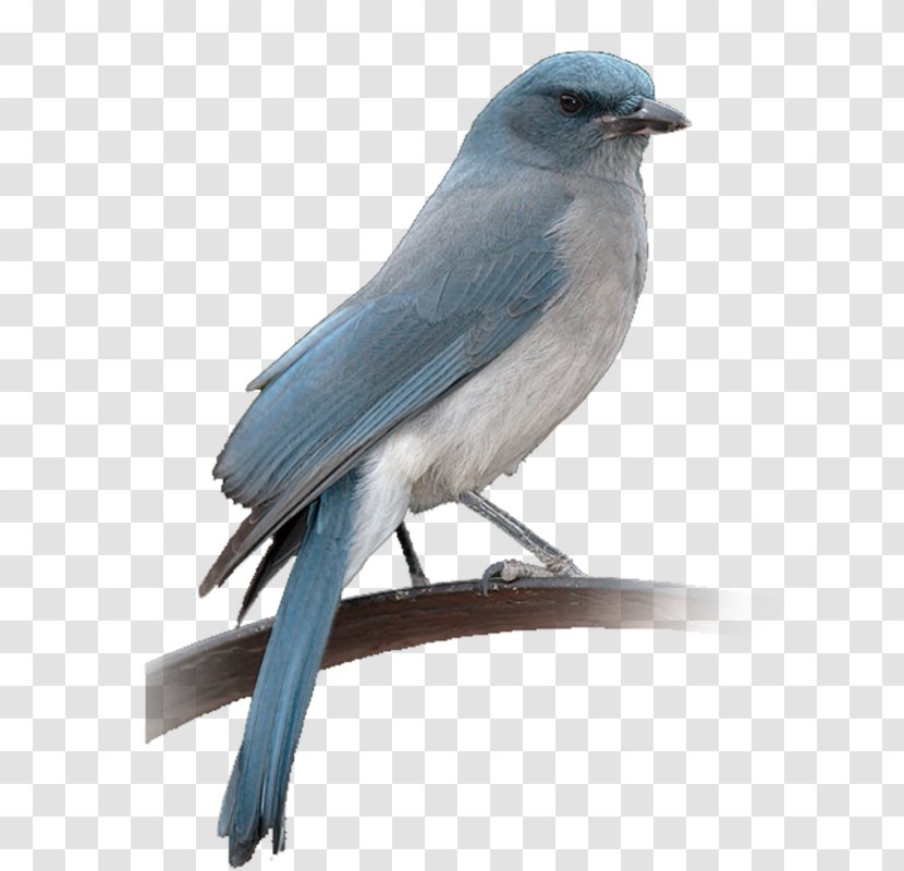 Blue Jay Eastern Bluebird House Sparrow - Scrub - Bird Transparent PNG