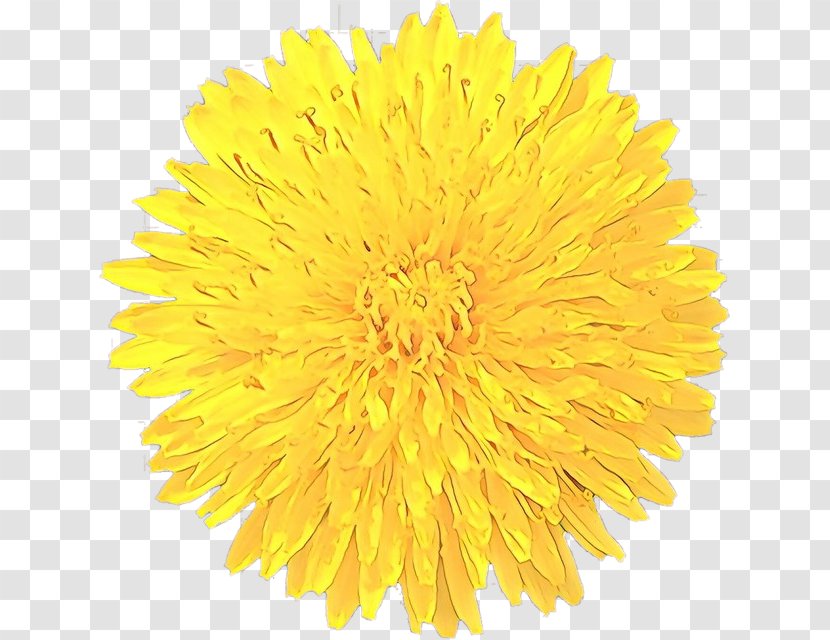 Drawing Of Family - Chrysanths - Daisy Sunflower Transparent PNG